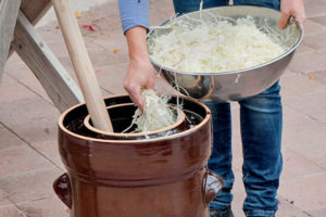 Sauerkraut selbermachen :Frau legt fein gehobeltes Weisskraut ( Brassica ) in den Sauerkrauttopf, Krautstampfer